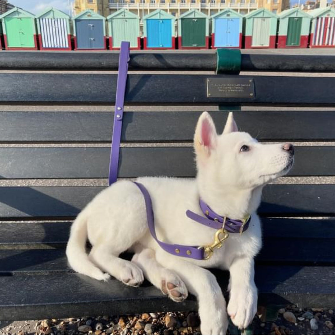 Waterproof vegan leather dog collar in purple Biothane