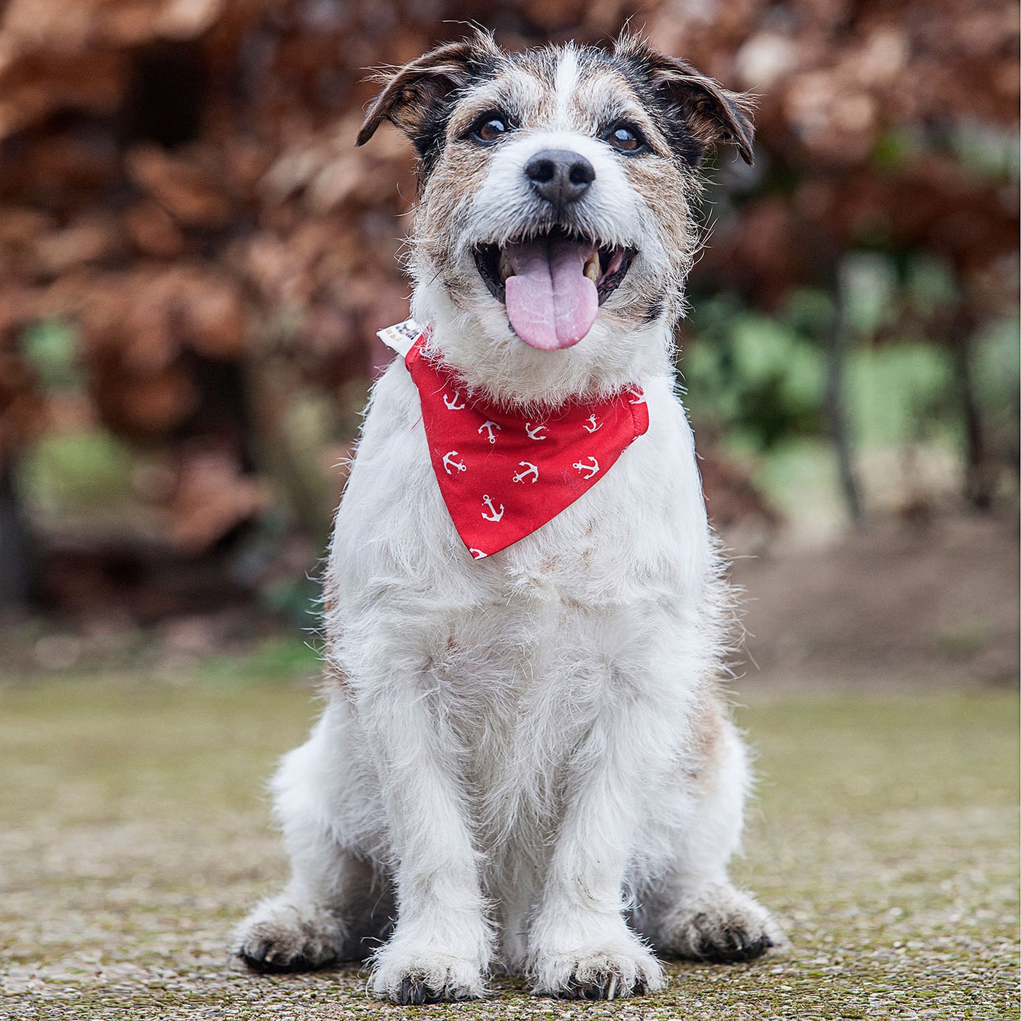 Slip on Dog Bandana in Anchor - Red