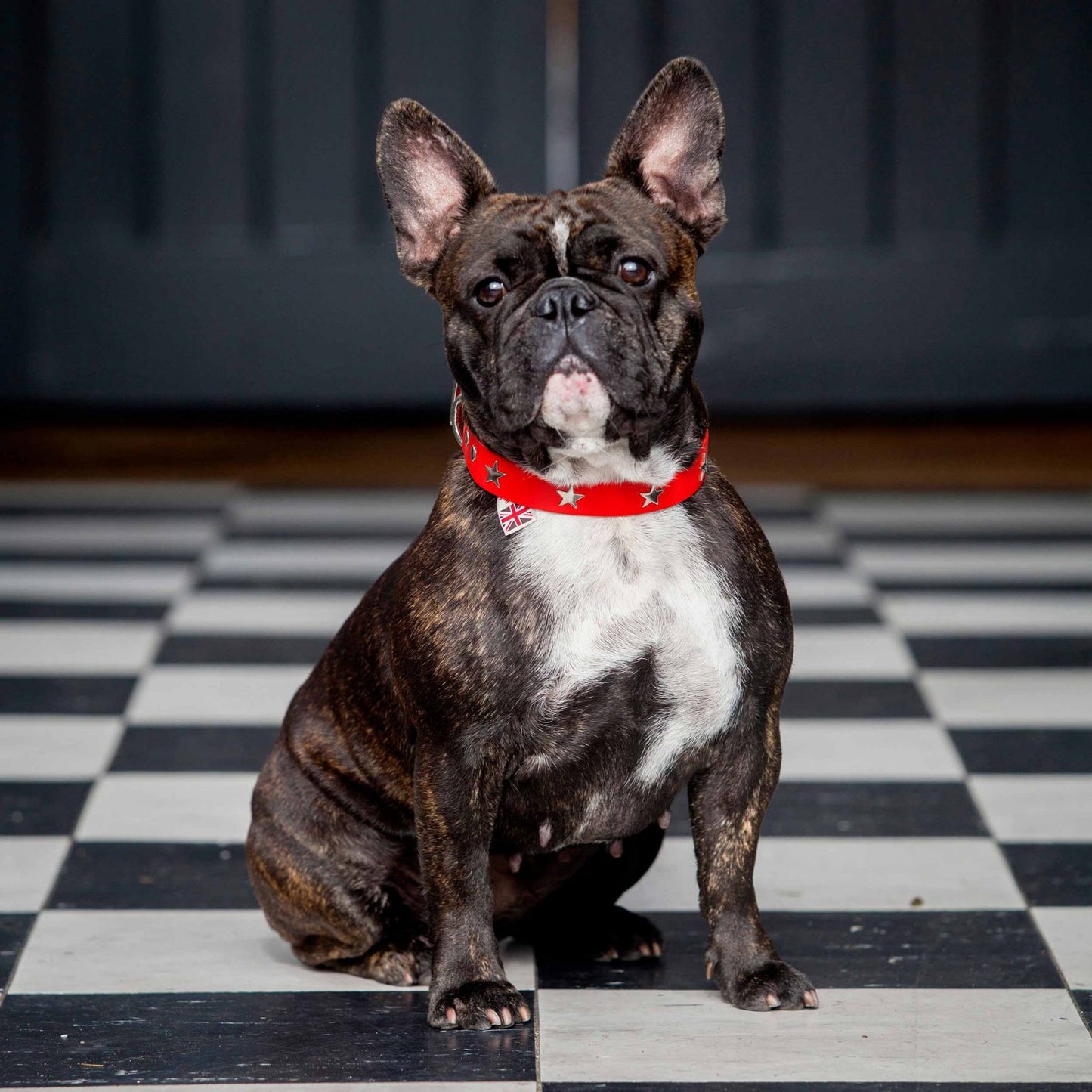 Silver Stars Red Leather Dog Collar, Creature Clothes