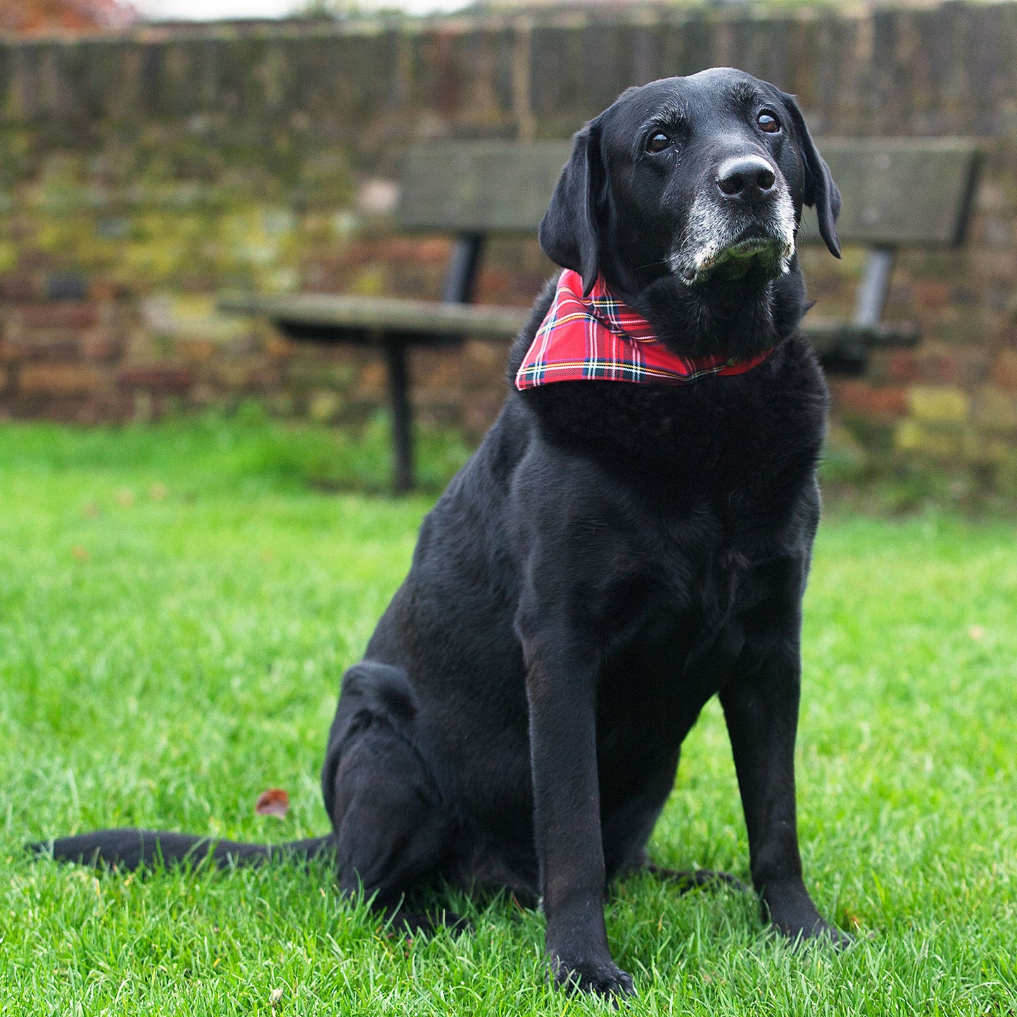 Slip on Dog Bandana in Red Tartan