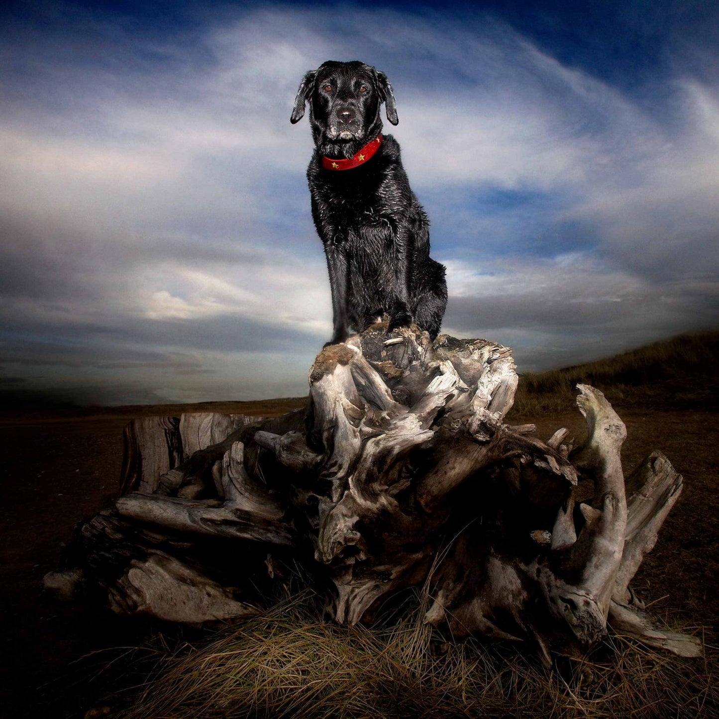 Brass Star Red Leather Dog Collar on a Labrador, Creature Clothes