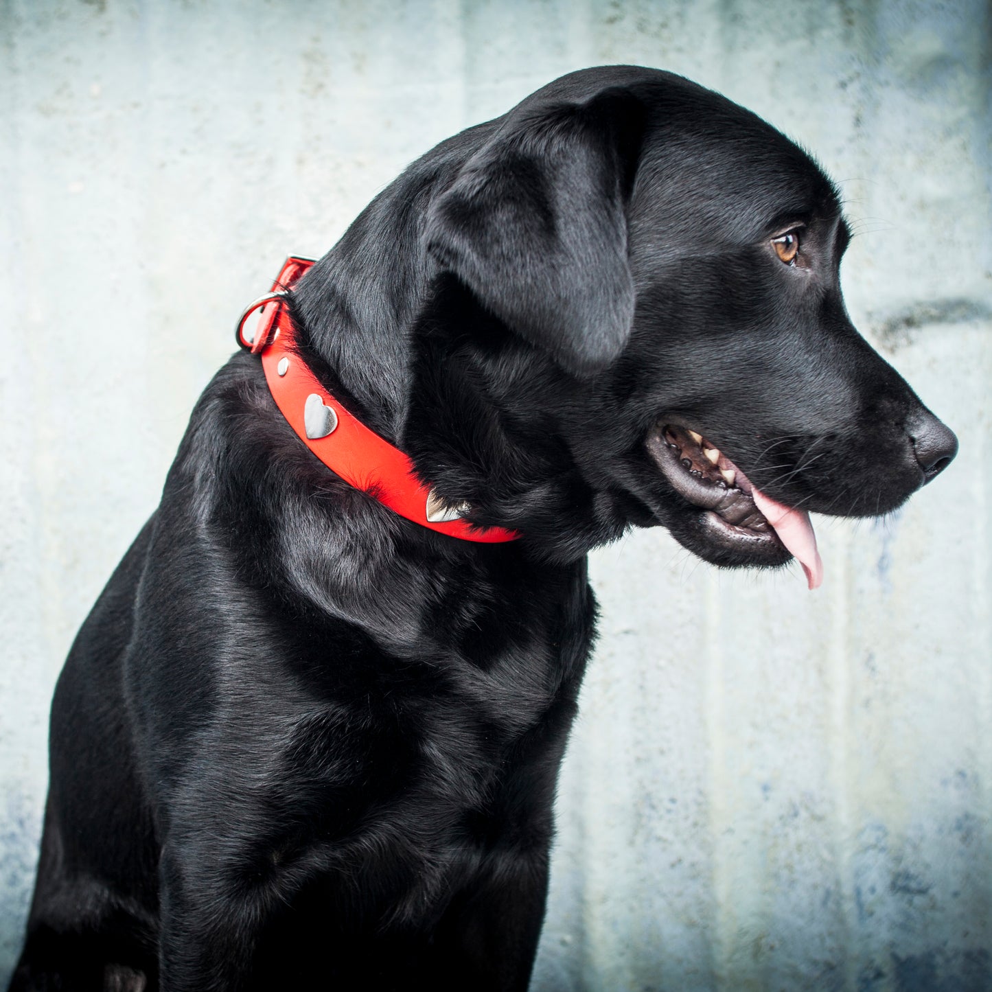 Silver Hearts Red Leather Dog Collar, Creature Clothes