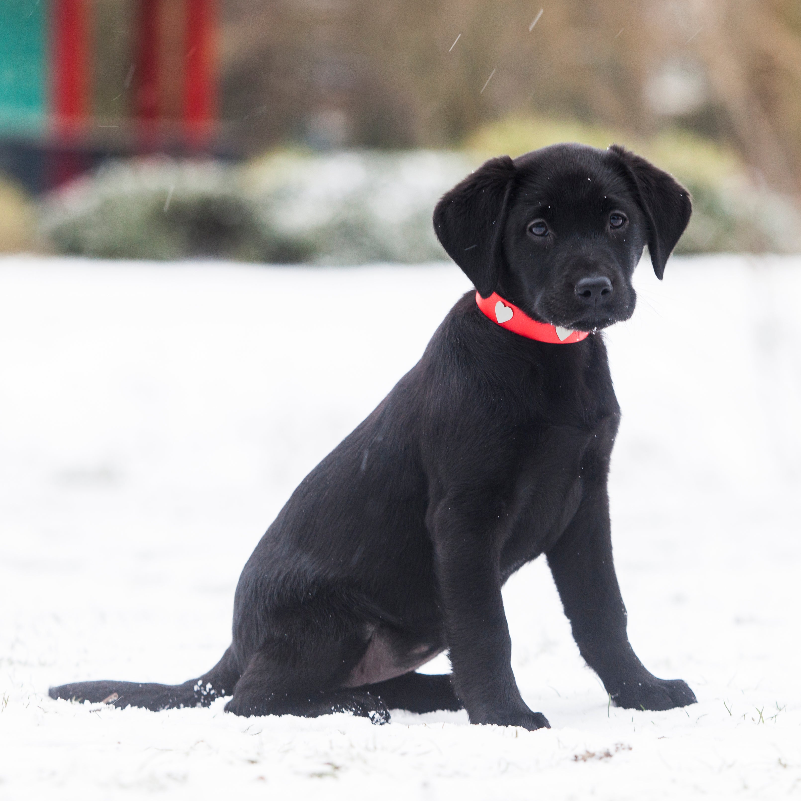 Dog fashion labrador black colour