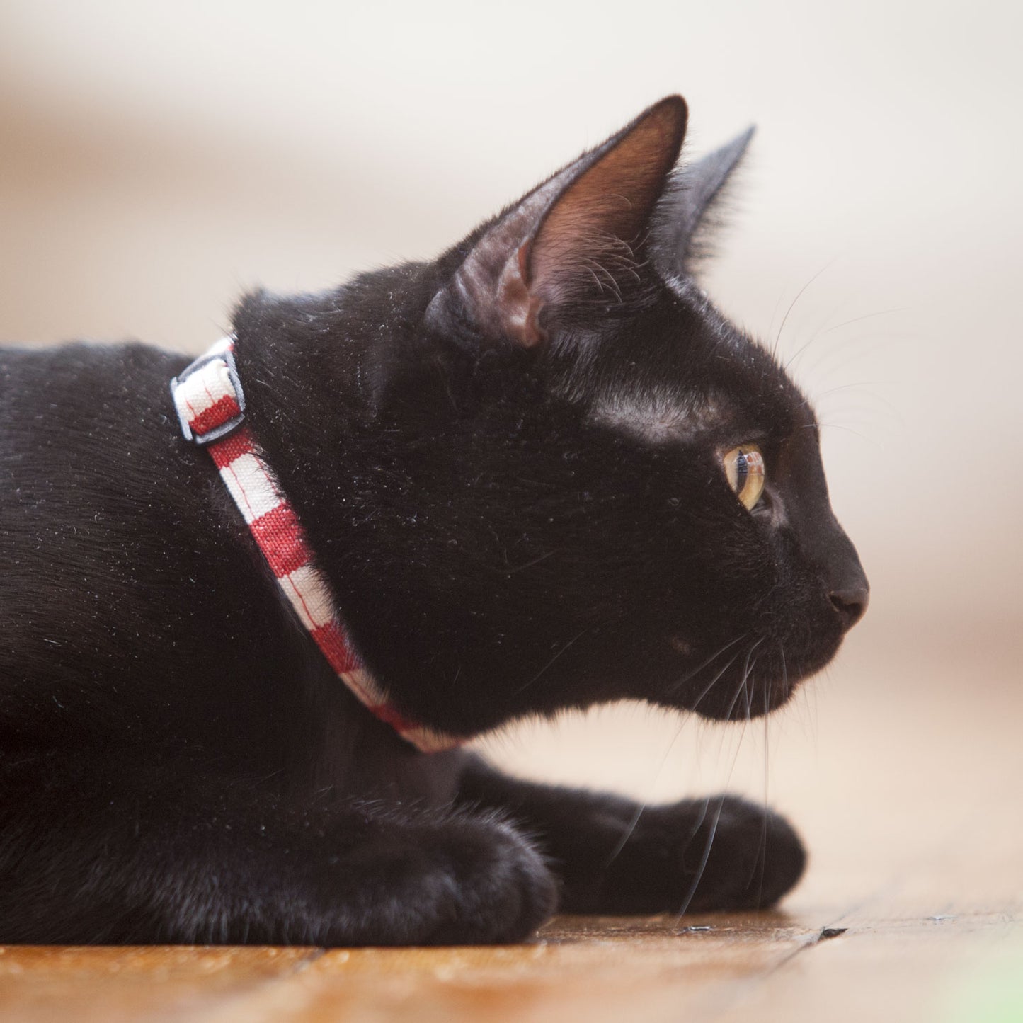 Cat Collar in Red and White Stripe