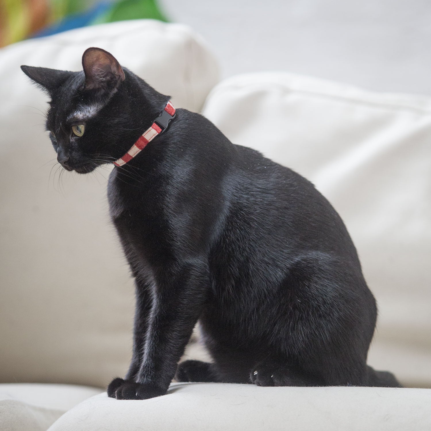 Cat Collar in Red and White Stripe Creature Clothes