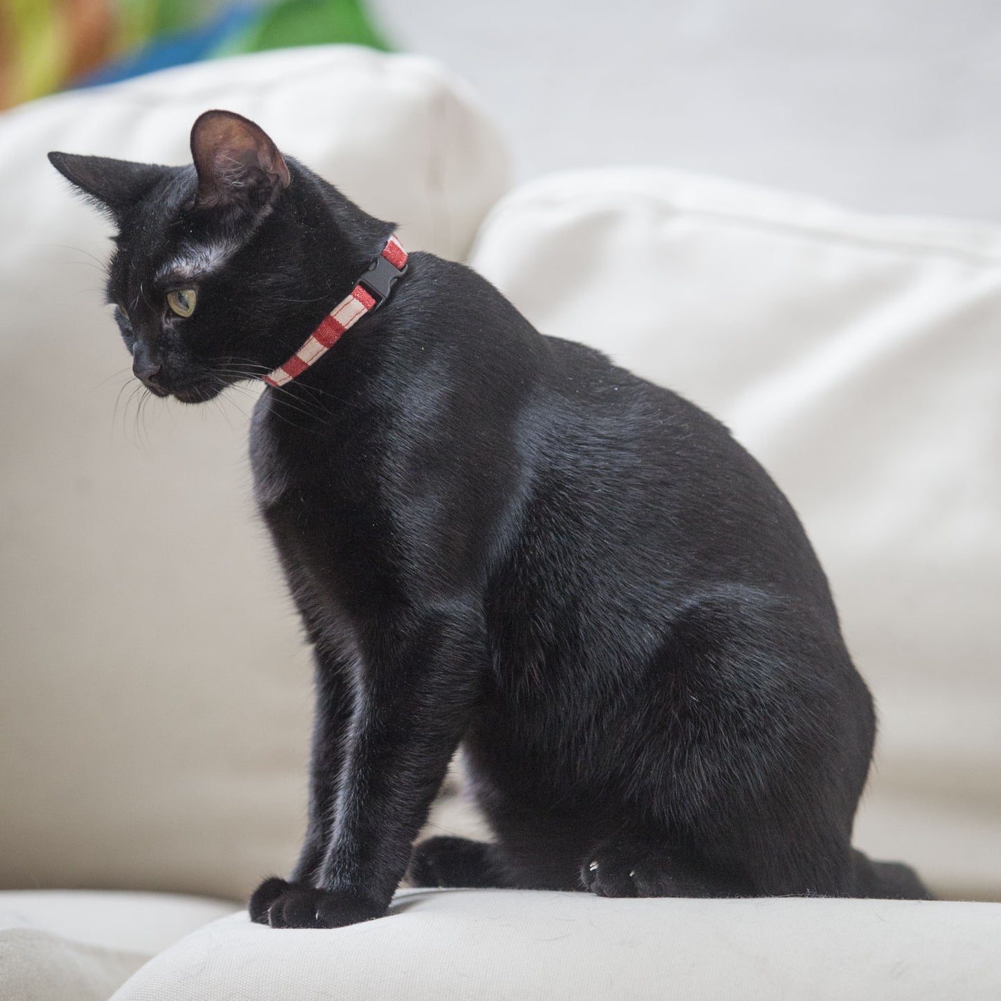 Cat Collar in Red and White Stripe, Creature Clothes