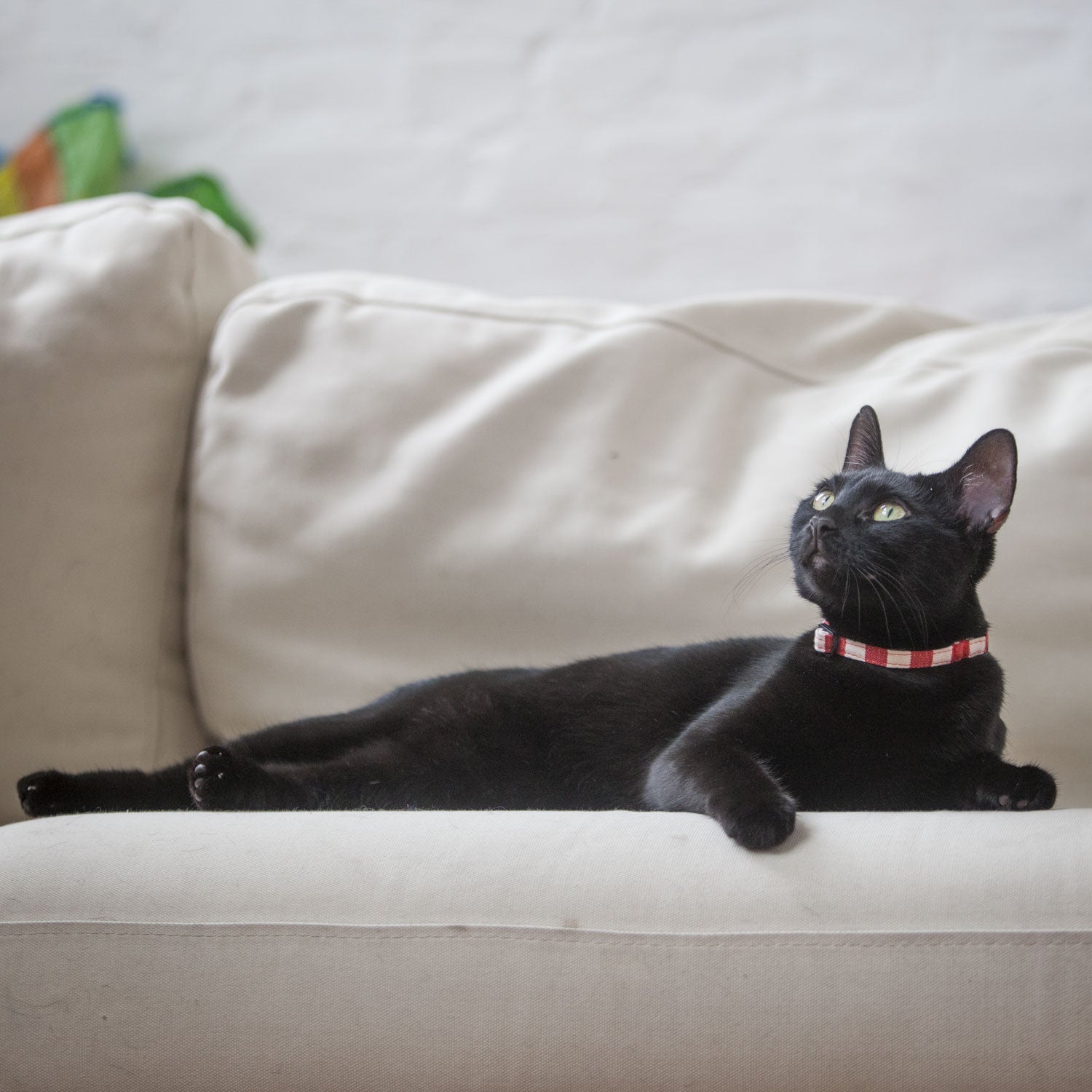 Cat Collar in Red and White Stripe, Creature Clothes