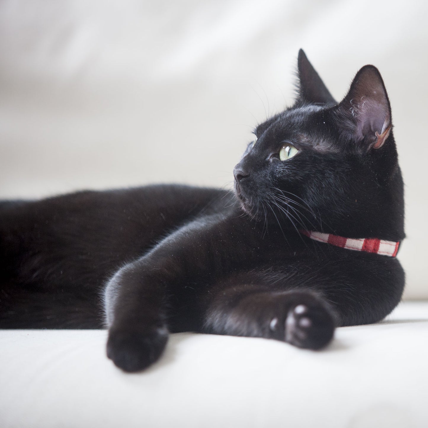 Cat Collar in Red and White Stripe, Creature Clothes