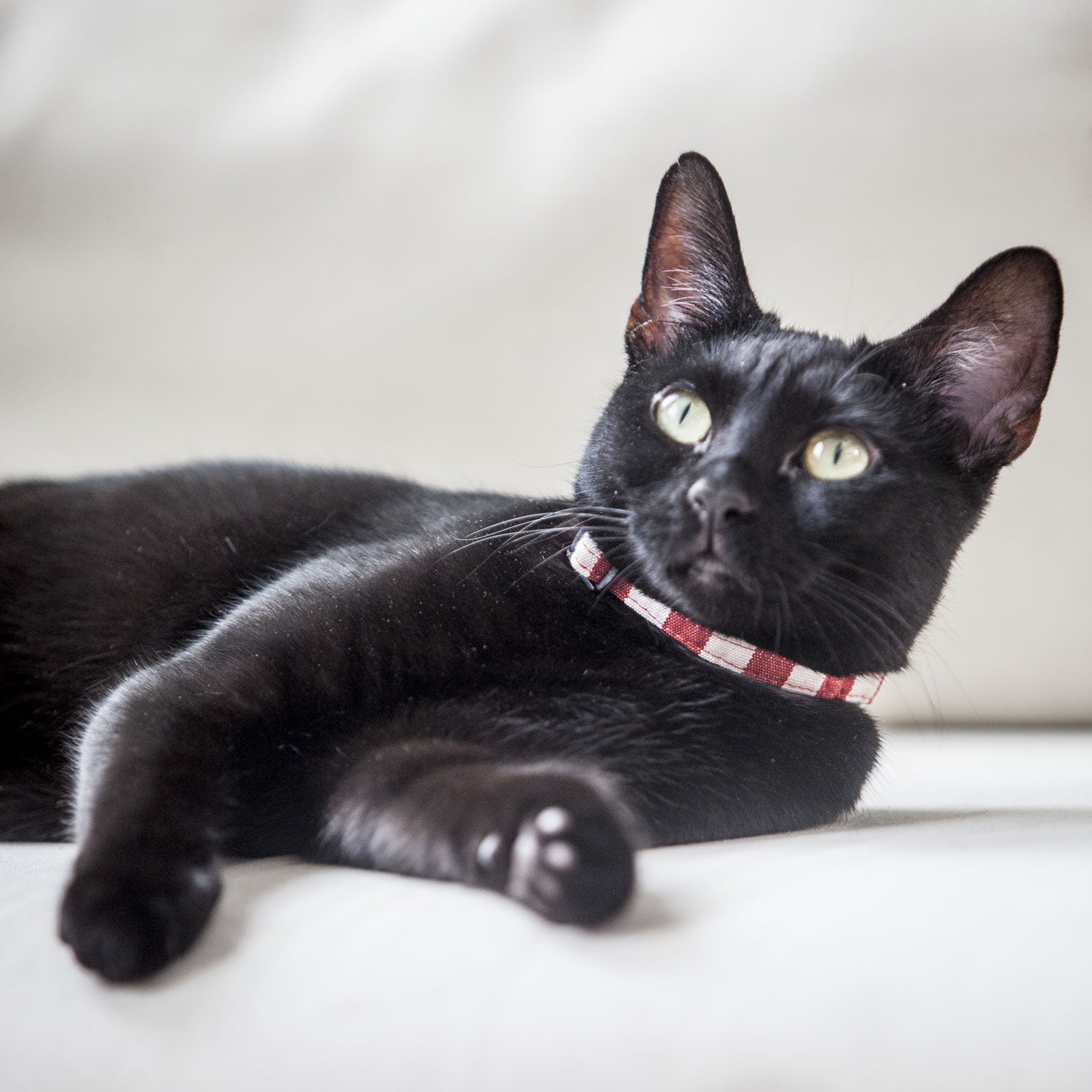 Cat Collar in Red and White Stripe, Creature Clothes