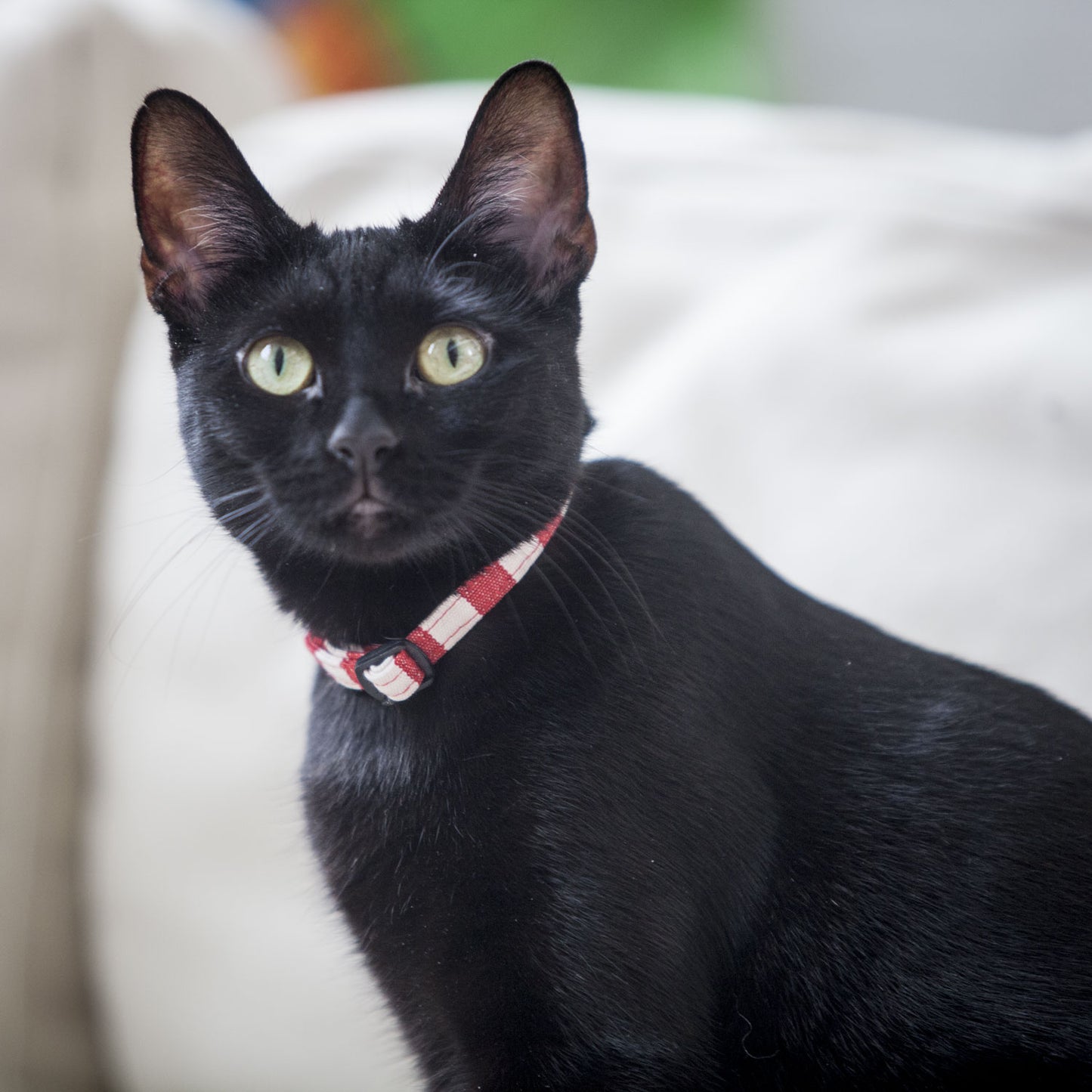 Cat Collar in Red and White Stripe, Creature Clothes