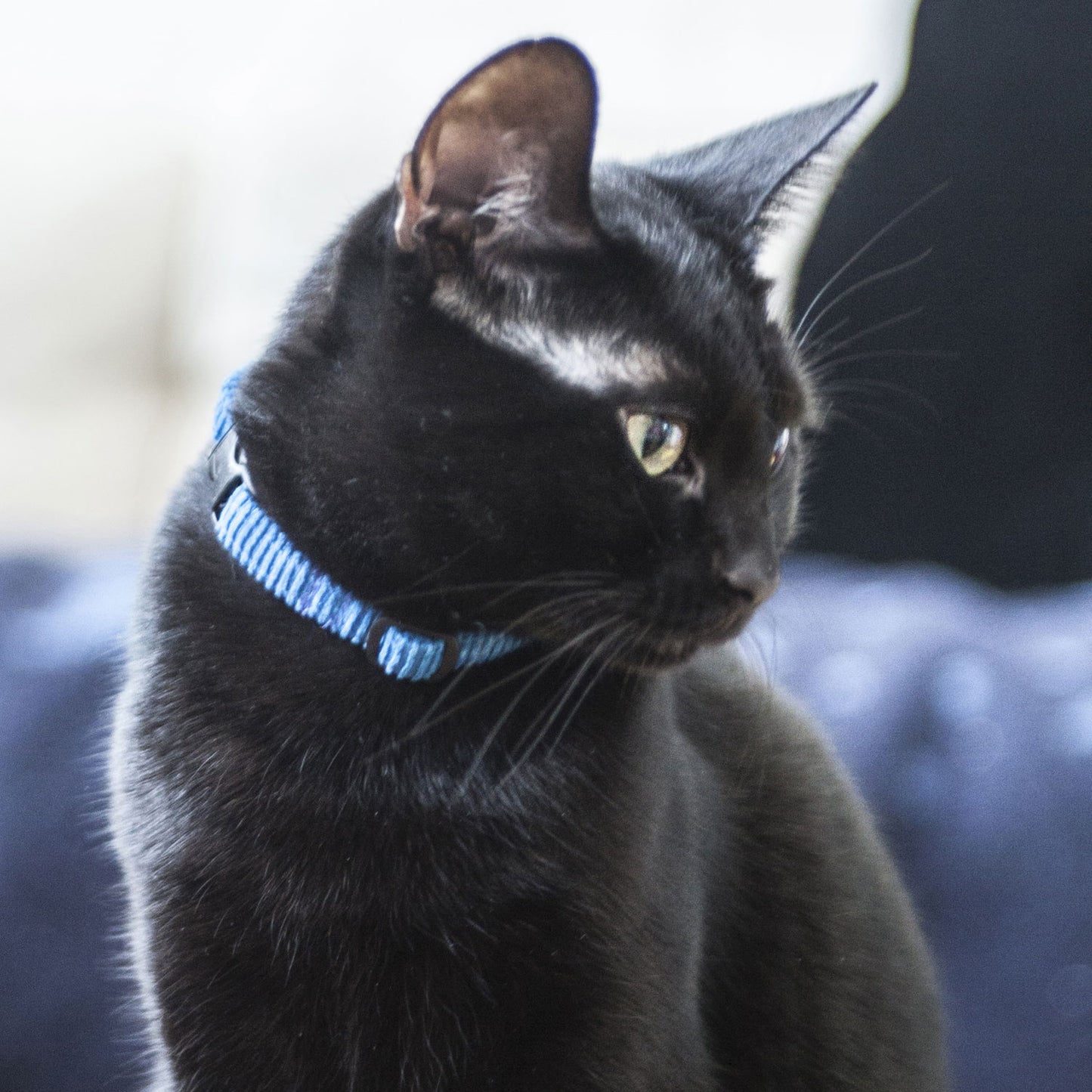 Cat Collar in Blue Cord, Creature Clothes