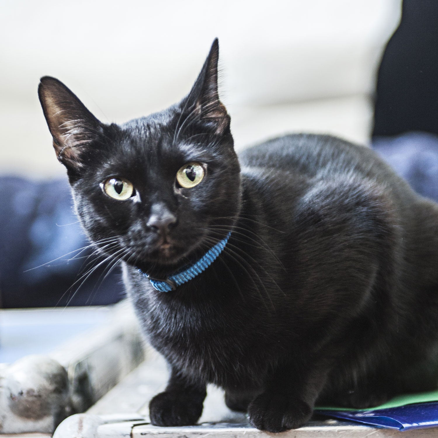 Cat Collar in Blue Cord, Creature Clothes