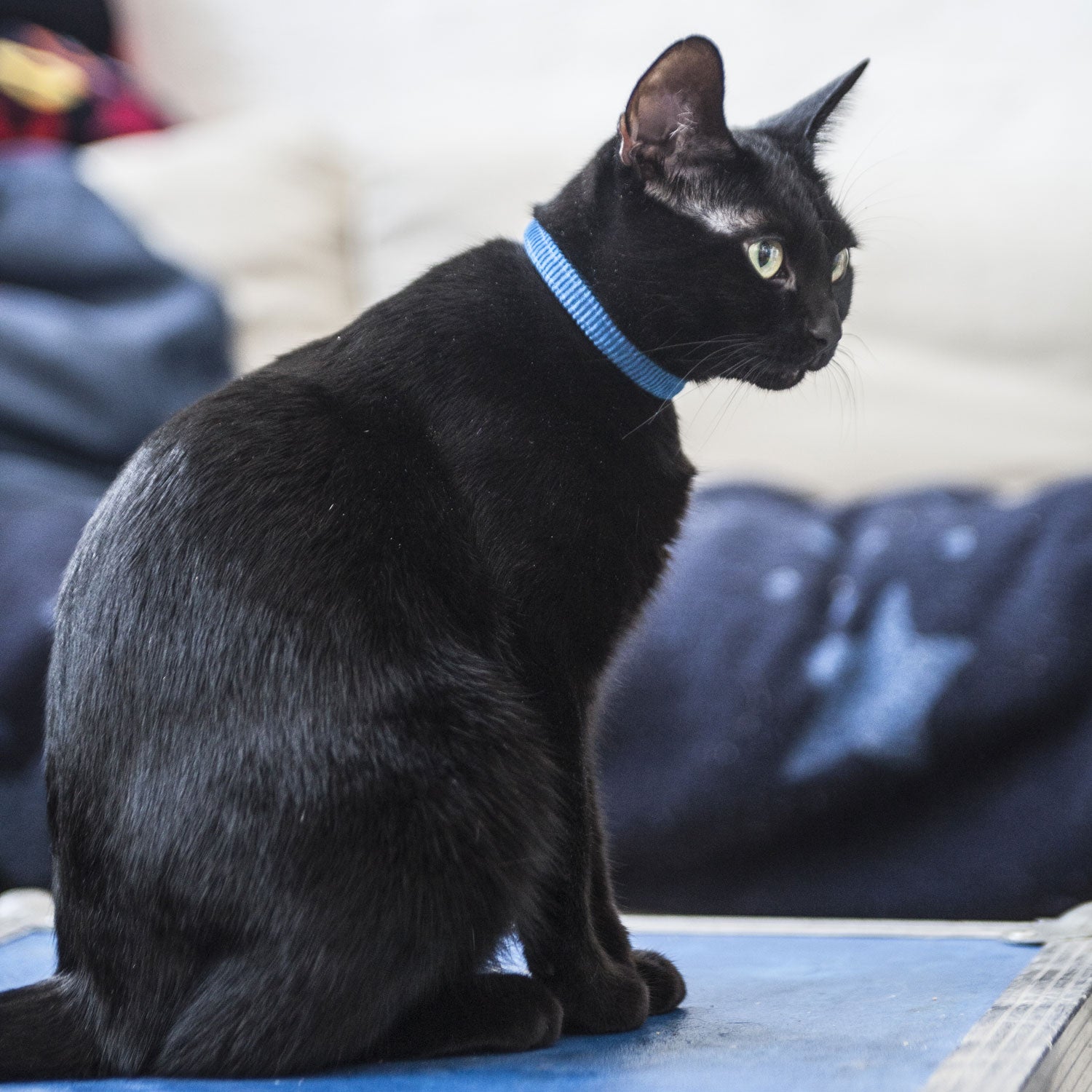 Cat Collar in Blue Cord, Creature Clothes