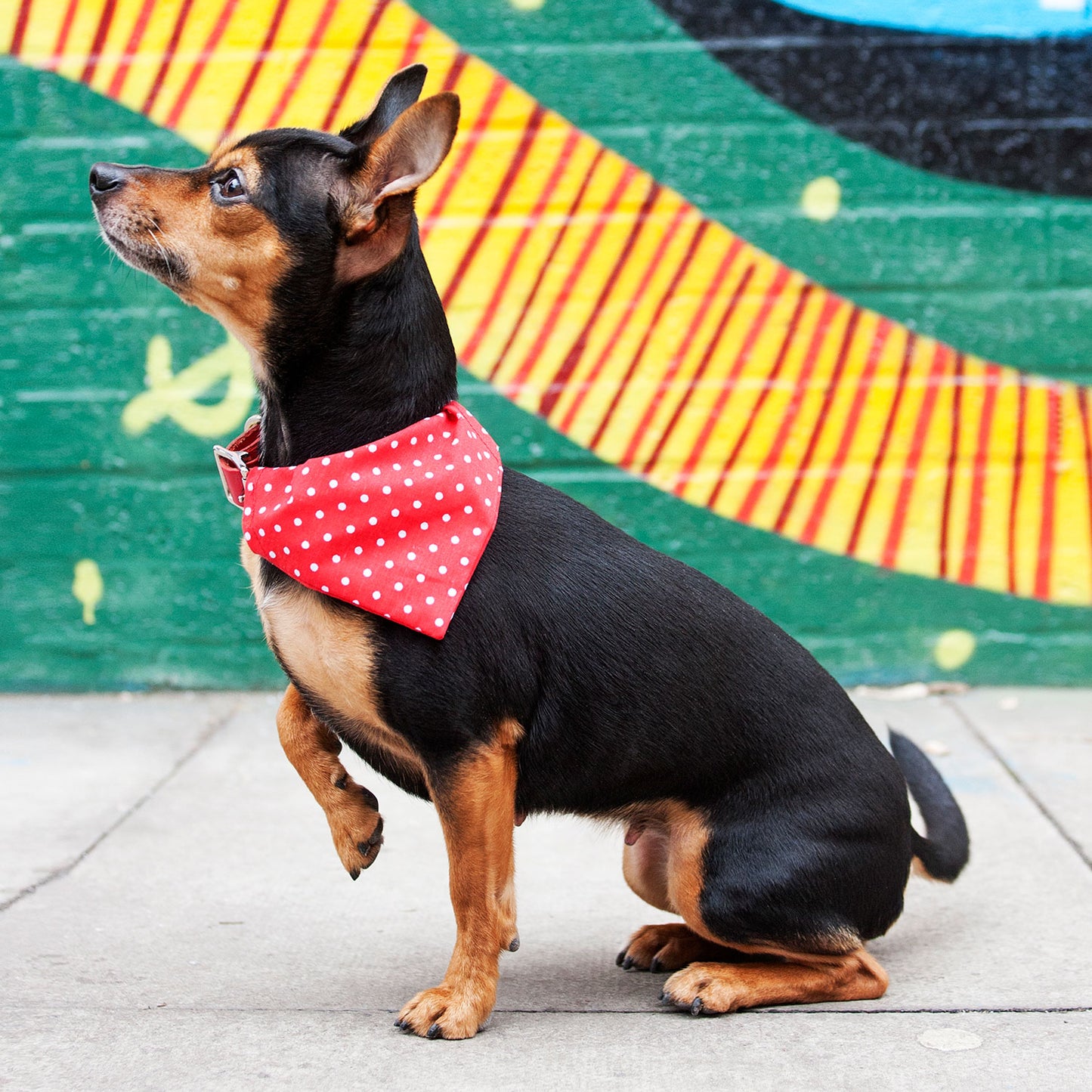 Slip on Dog Bandana in Red Polka Dot