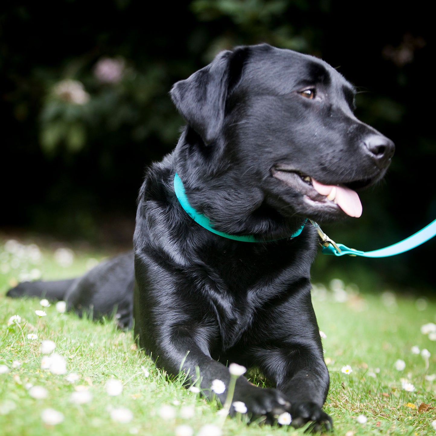 Teal Biothane Dog Collar, Creature Clothes