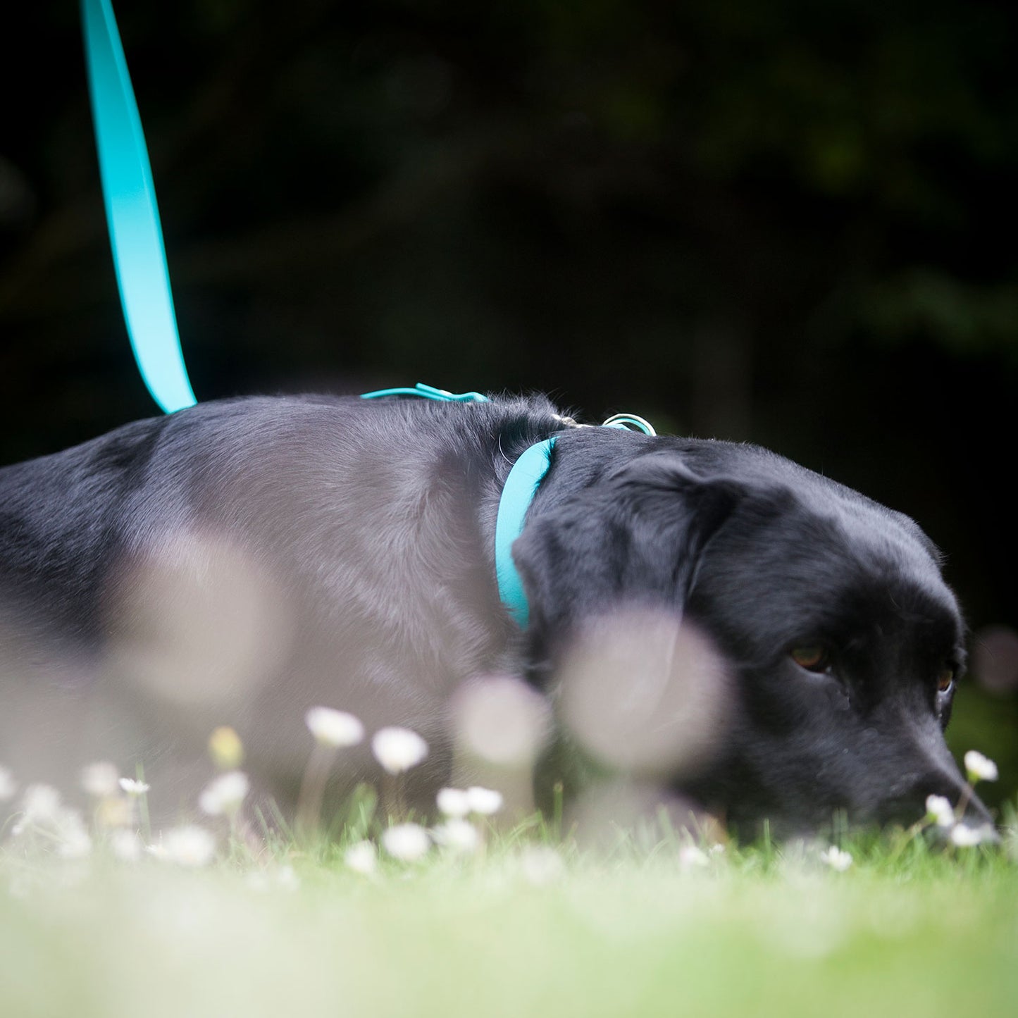 Teal Biothane Dog Collar, Creature Clothes