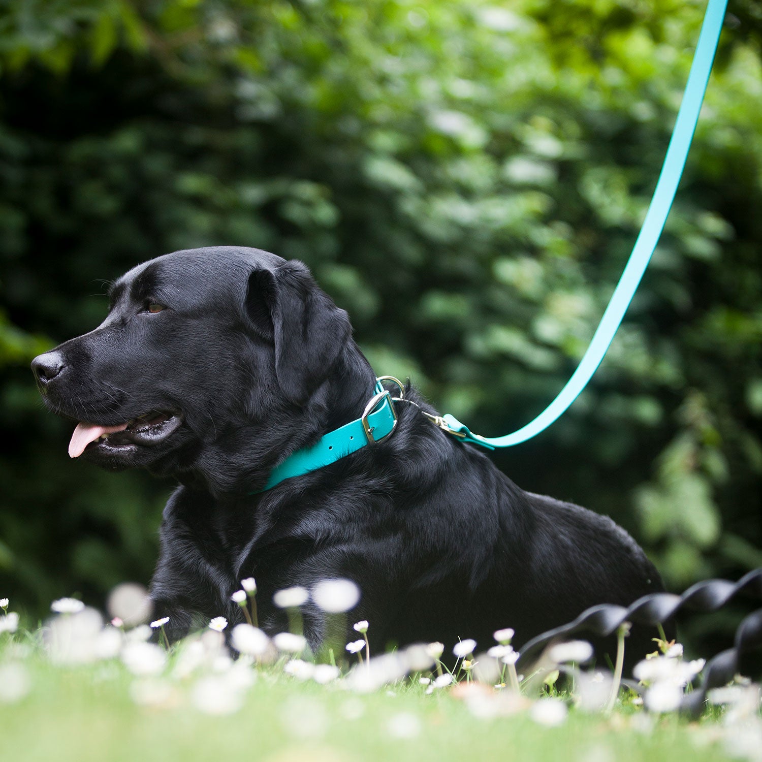 Teal Biothane Dog Collar, Creature Clothes