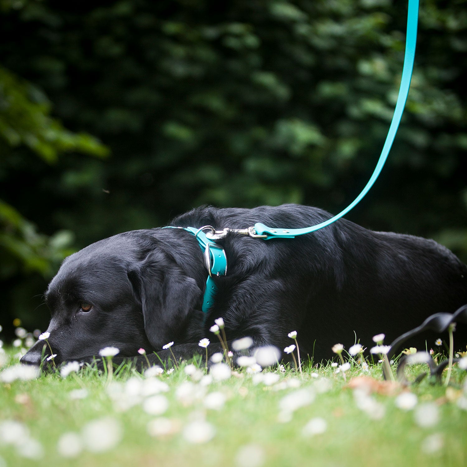 Teal Biothane Dog Collar, Creature Clothes