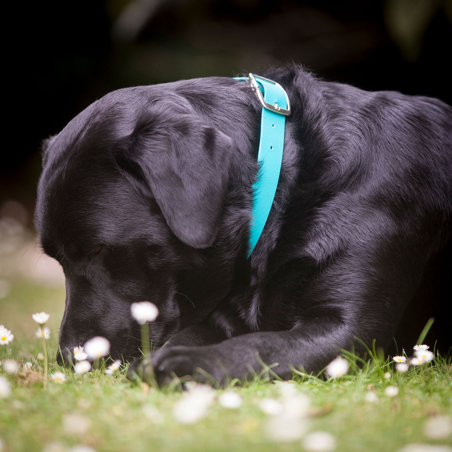 Teal Biothane Dog Collar, Creature Clothes