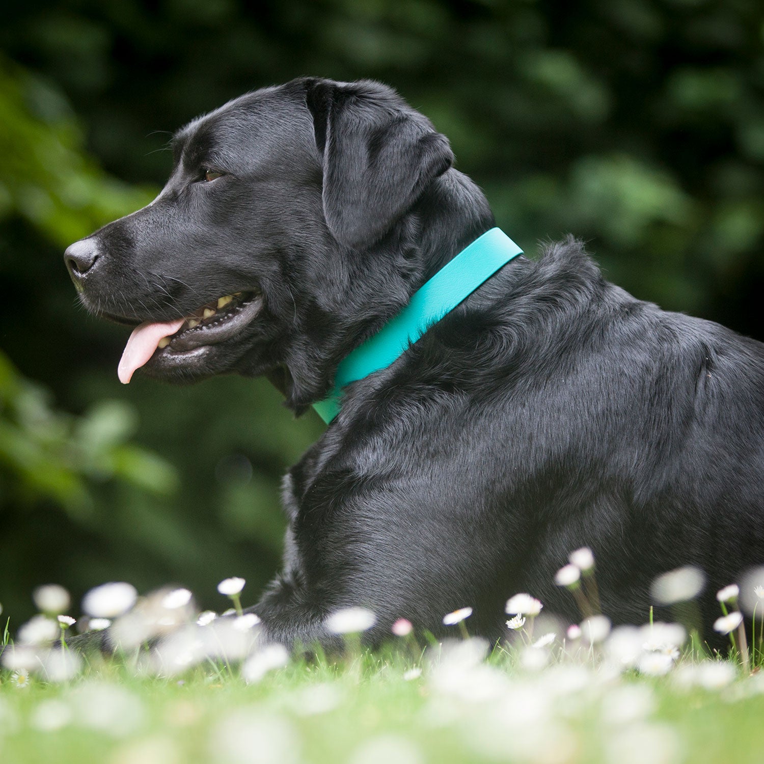 Teal Biothane Dog Collar, Creature Clothes