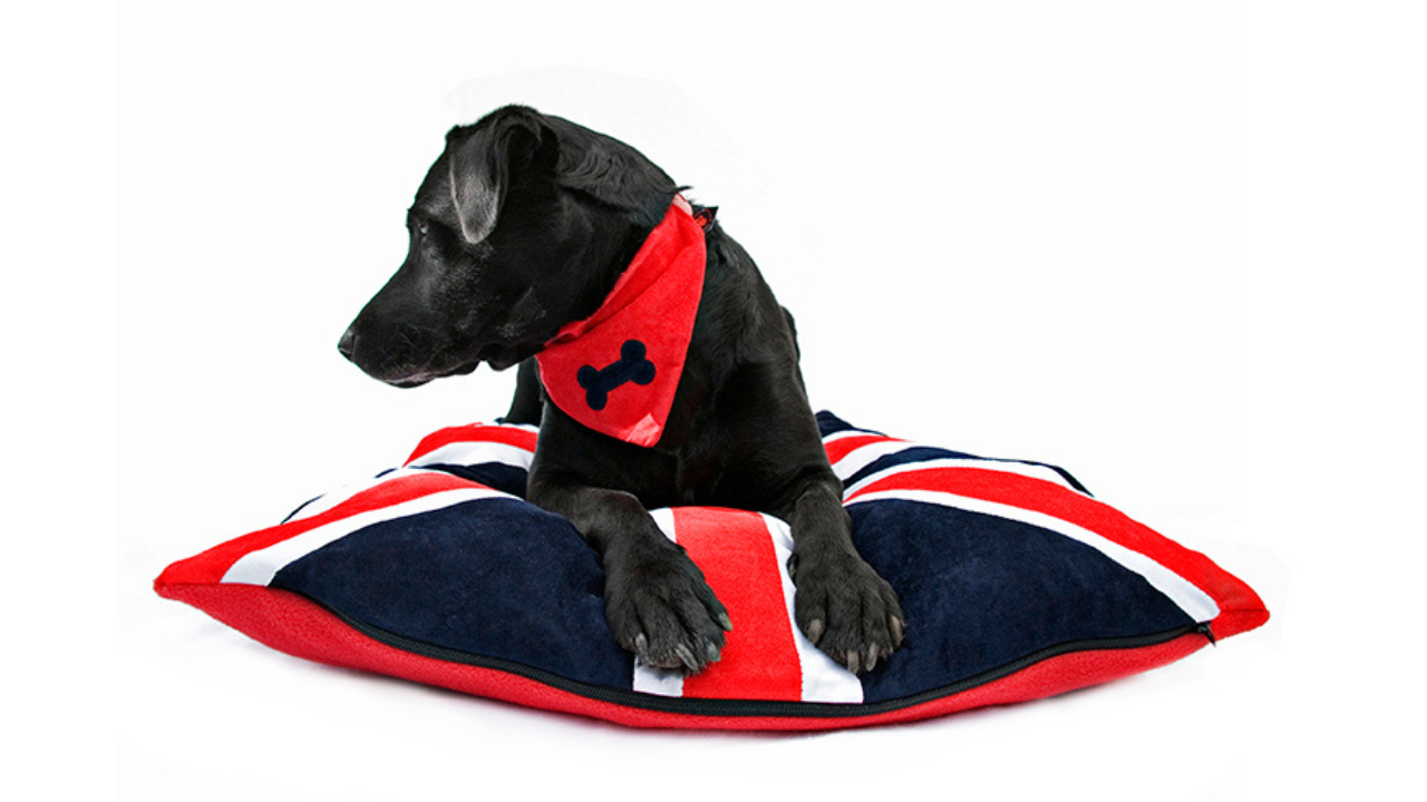 Union Jack Dog Bed, Creature Clothes