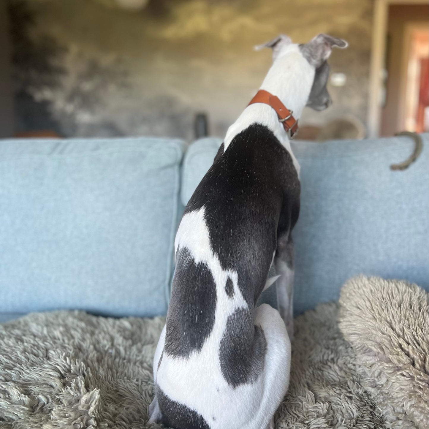 Sighthound Dog Collar in Tan Leather