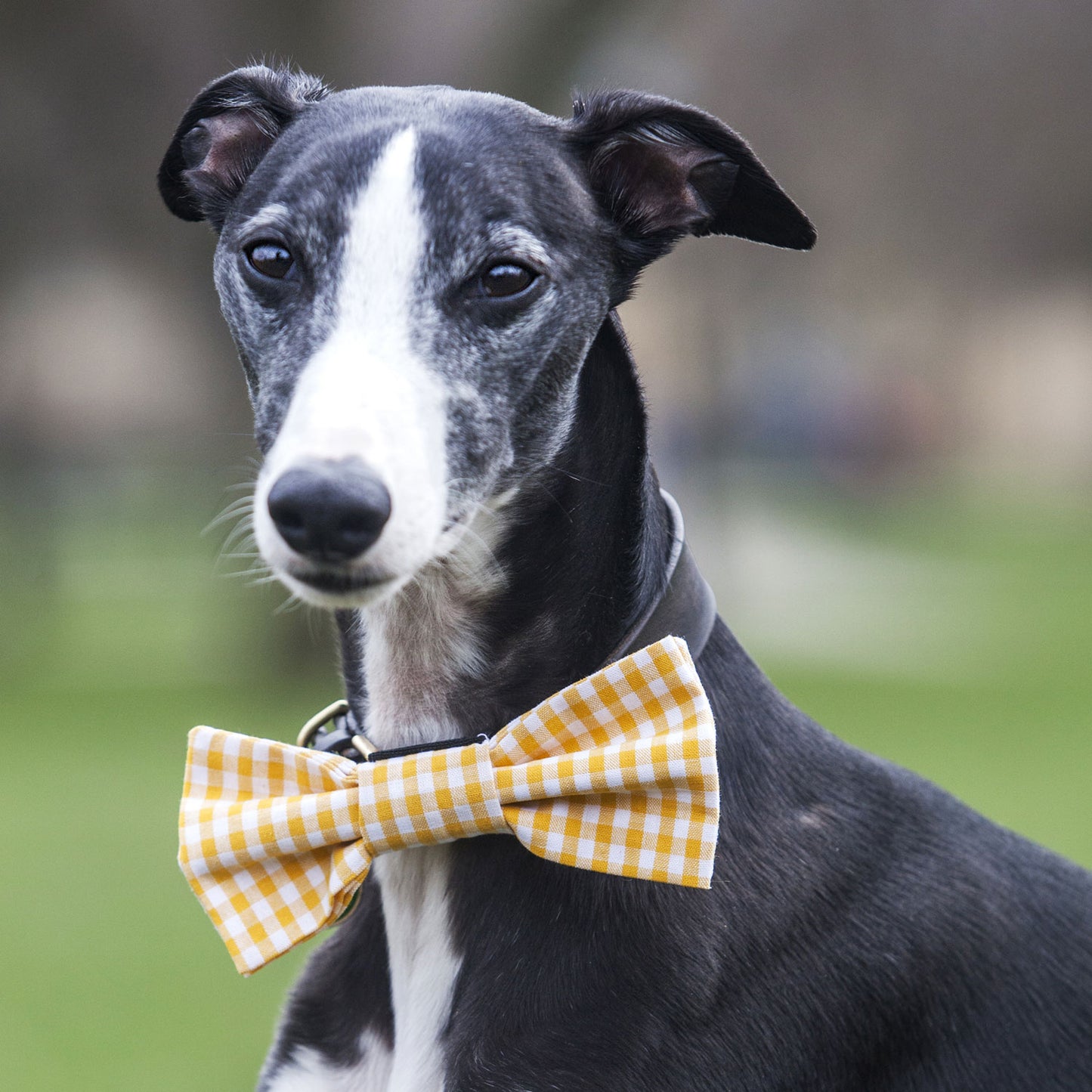 Dog Bow Tie in Yellow Gingham Design, dog bow ties, bow ties for dogs, yellow bow ties for dogs, yellow bow ties, gingham bow ties, Creature Clothes