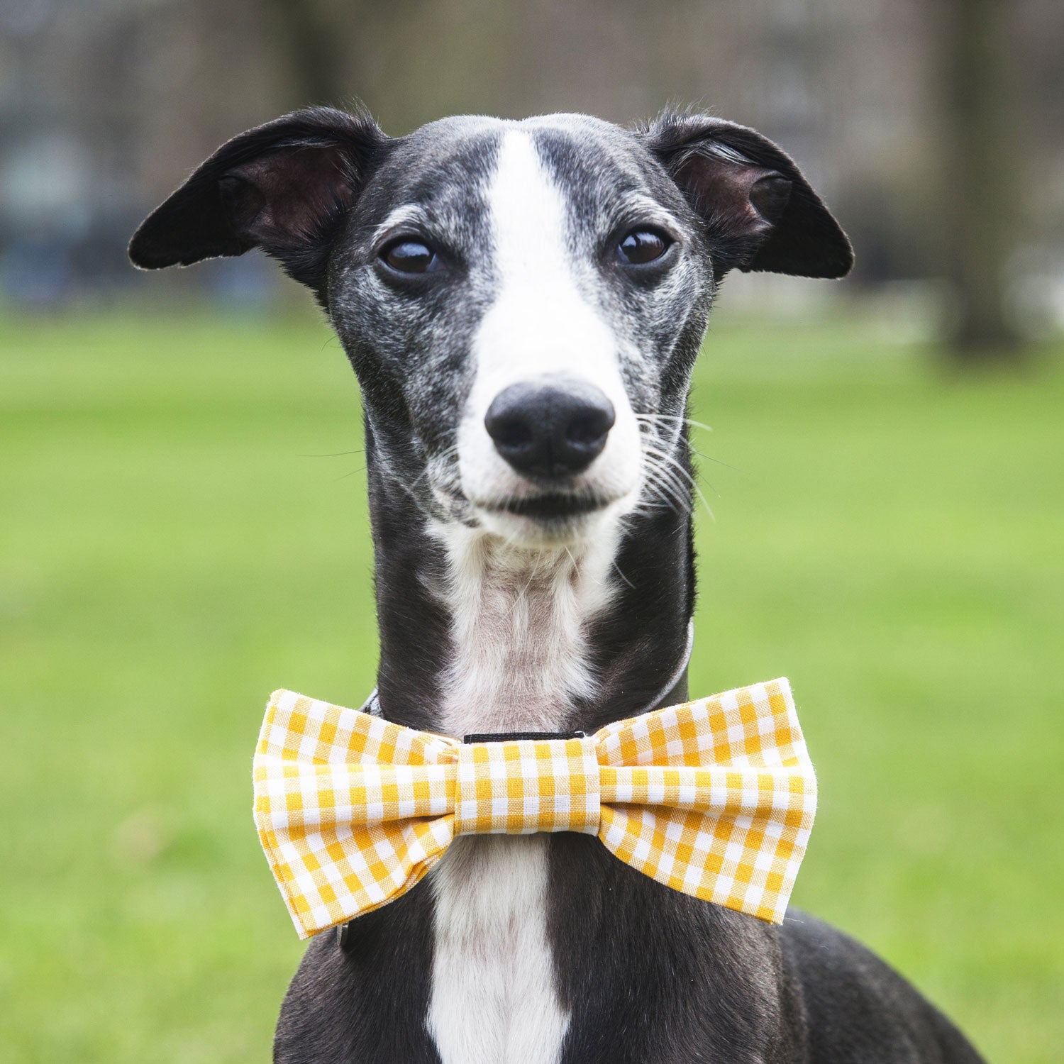 Dog Bow Tie in Yellow Gingham Design, dog bow ties, bow ties for dogs, yellow bow ties for dogs, yellow bow ties, gingham bow ties, Creature Clothes