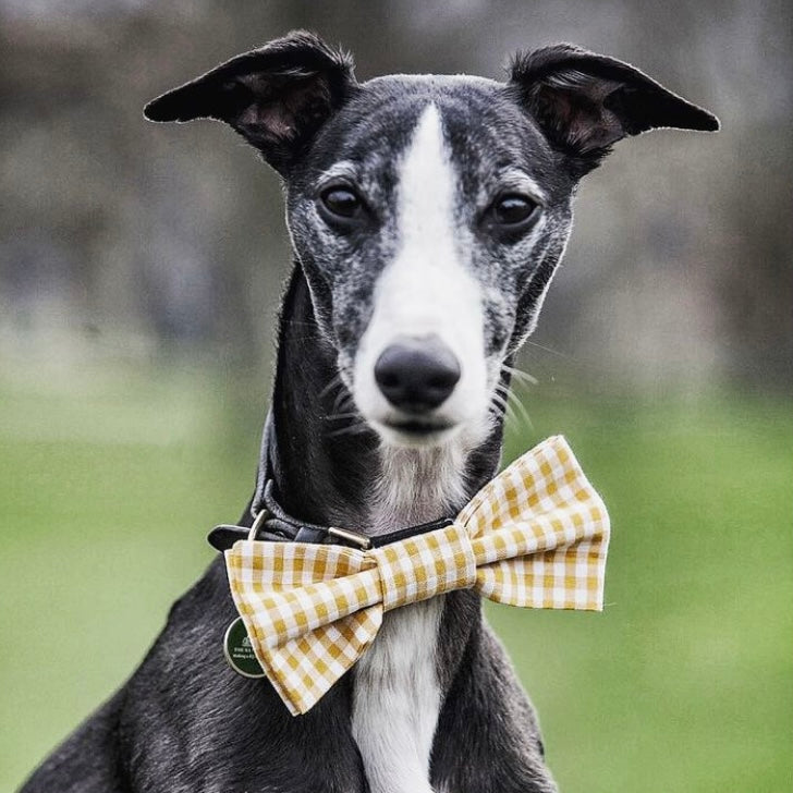 Dog Bow Tie in Yellow Gingham Design, dog bow ties, bow ties for dogs, yellow bow ties for dogs, yellow bow ties, gingham bow ties, Creature Clothes