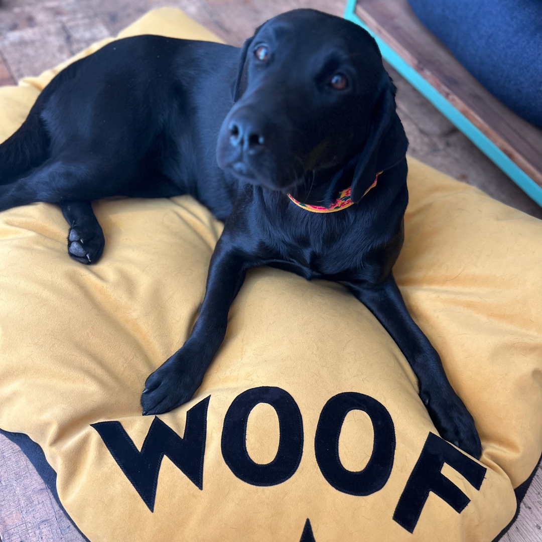 Dog bed in mustard velvet with black Woof letters and star detail, Creature Clothes