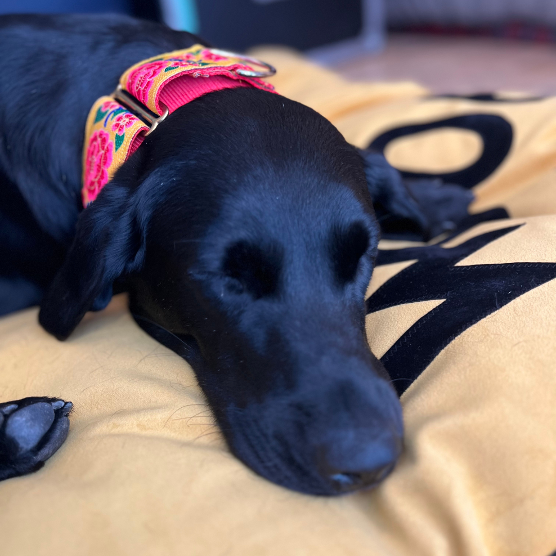 Dog bed in mustard velvet with black Woof letters and star detail