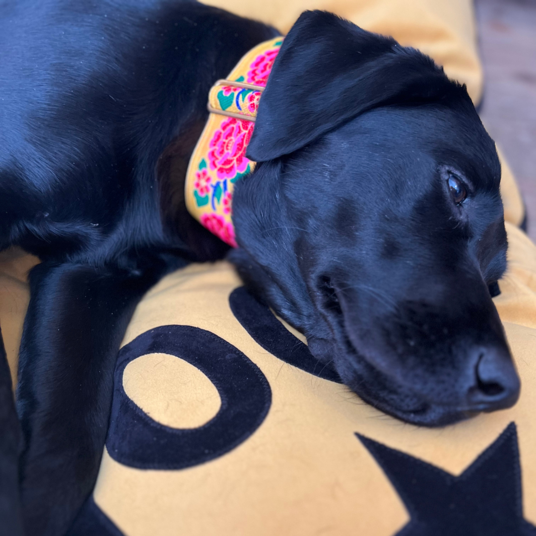 Dog bed in mustard velvet with black Woof letters and star detail