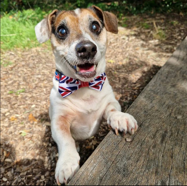 Dog Bow Tie in Union Jack Flag Design, dog bow tie, union jack bow tie, bow ties for dogs Creature Clothes