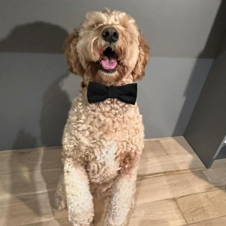 Dog Bow Tie in Black Velvet