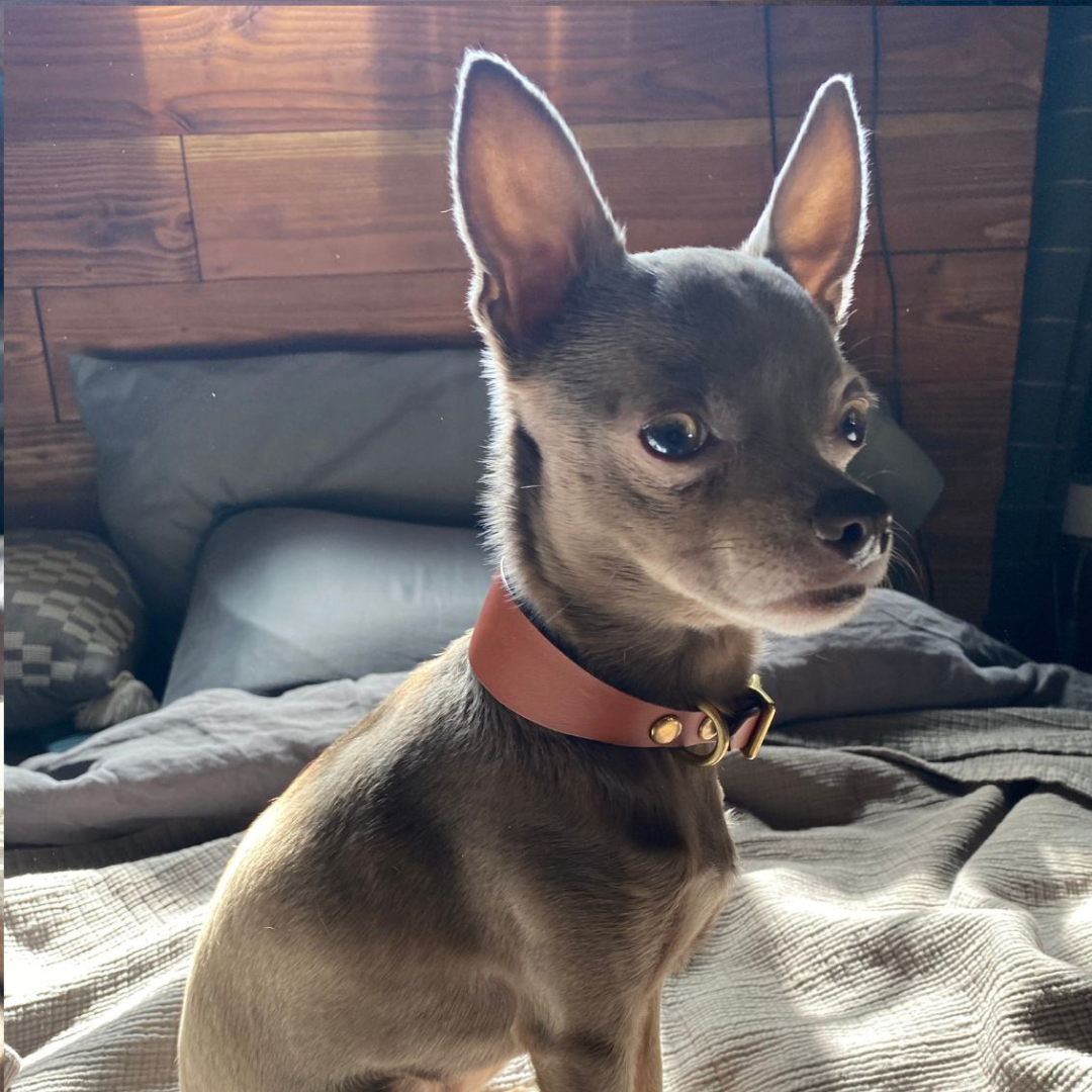 Sighthound Dog Collar in Tan Leather