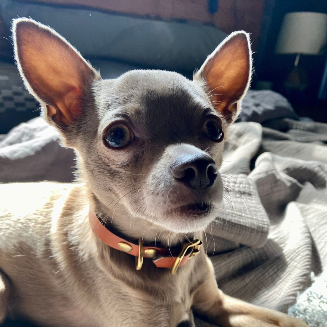 Sighthound Dog Collar in Tan Leather