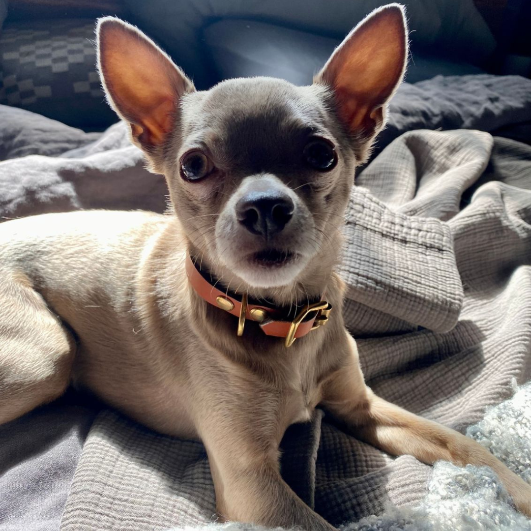 Sighthound Dog Collar in Tan Leather