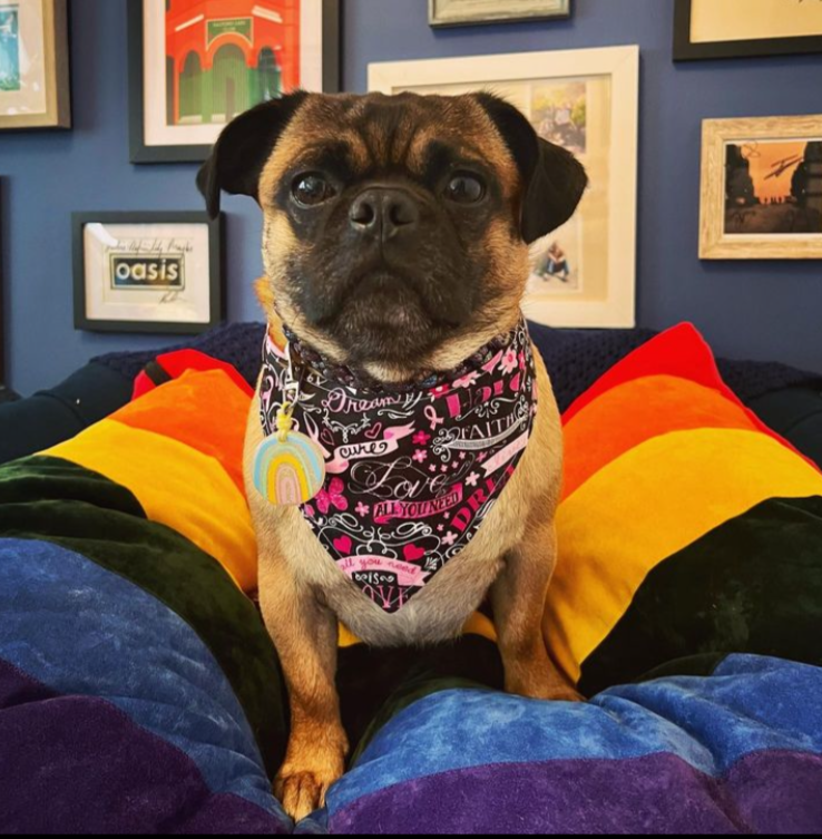 Rainbow Pride Flag Dog Bed, Creature Clothes