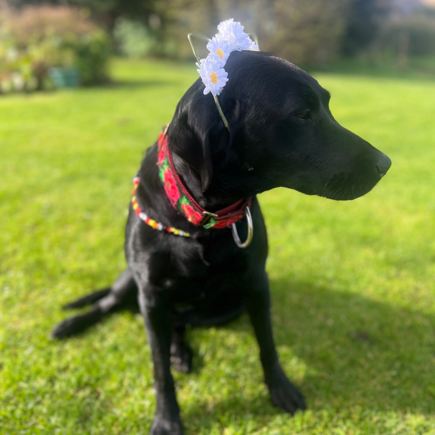 Martingale Dog Collar In Rainbow Pride