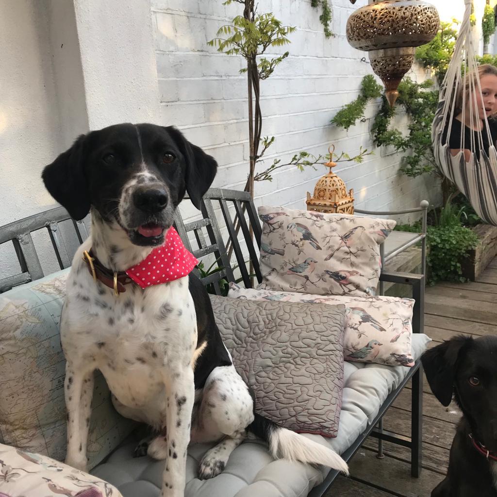 Slip on Dog Bandana in Red Polka Dot