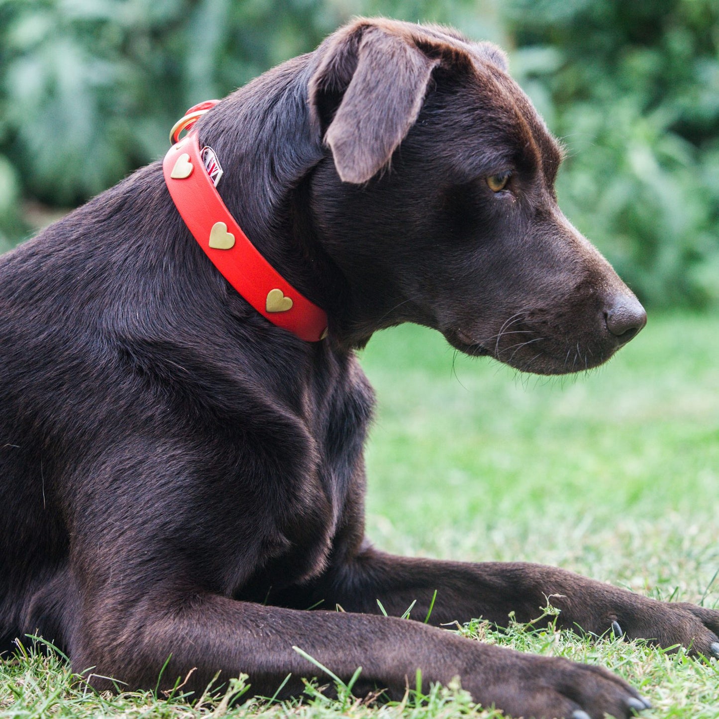 Brass Heart Red Leather Dog Collar, Creature Clothes