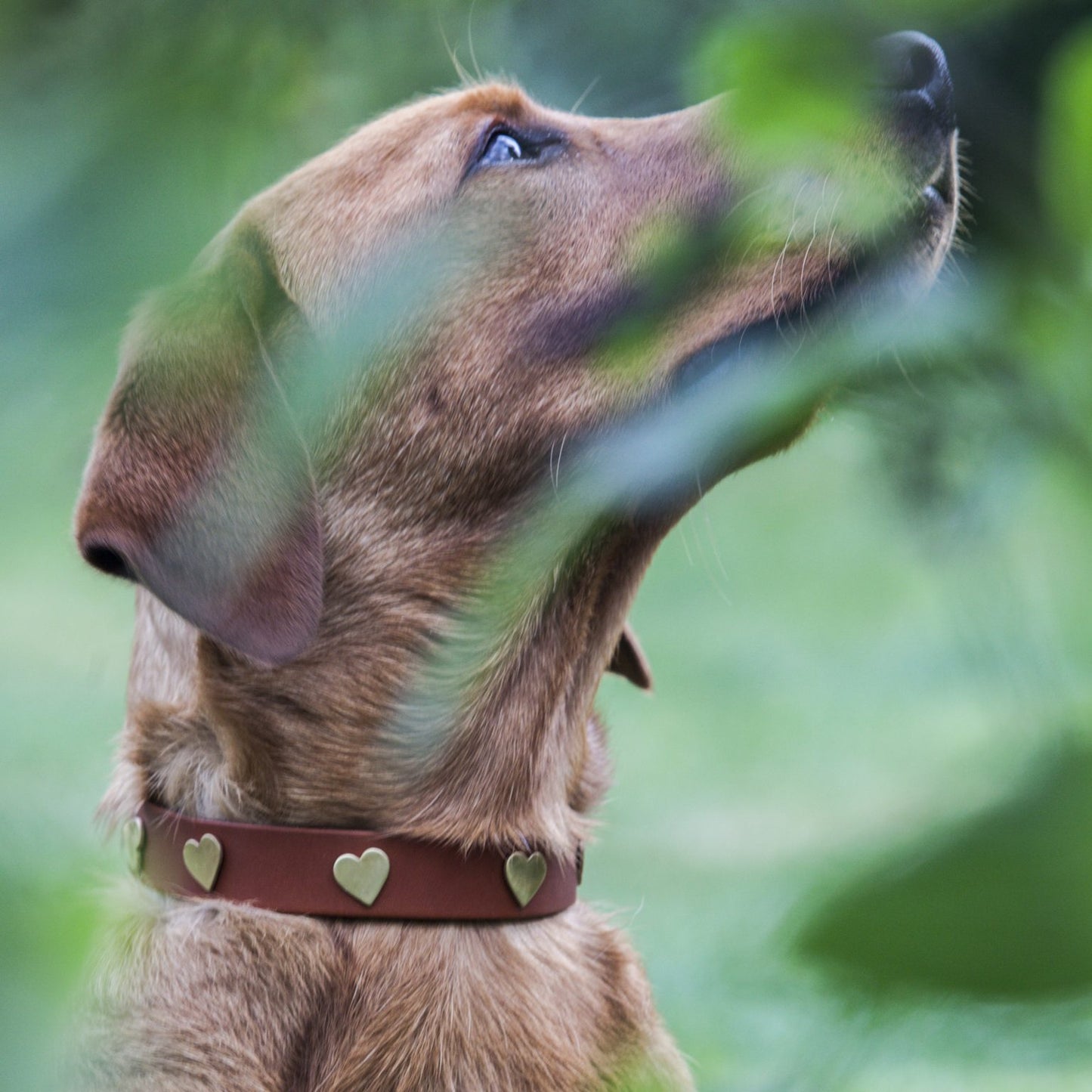 Brass Heart Tan Leather Dog Collar, Creature Clothes