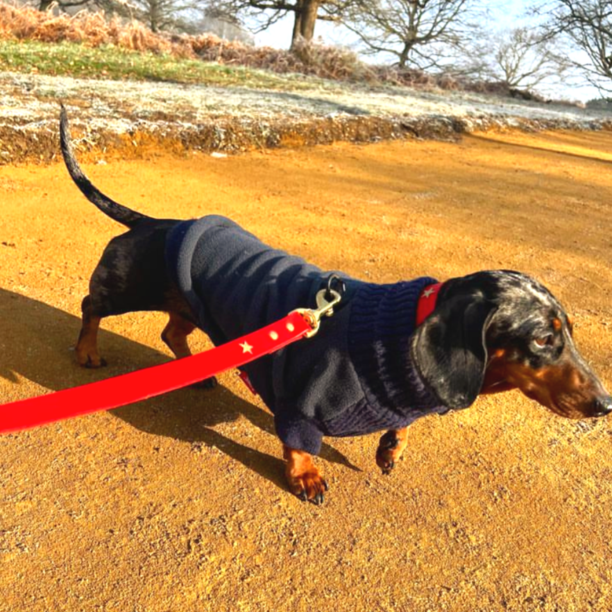 Brass Star Red Leather Dog Lead