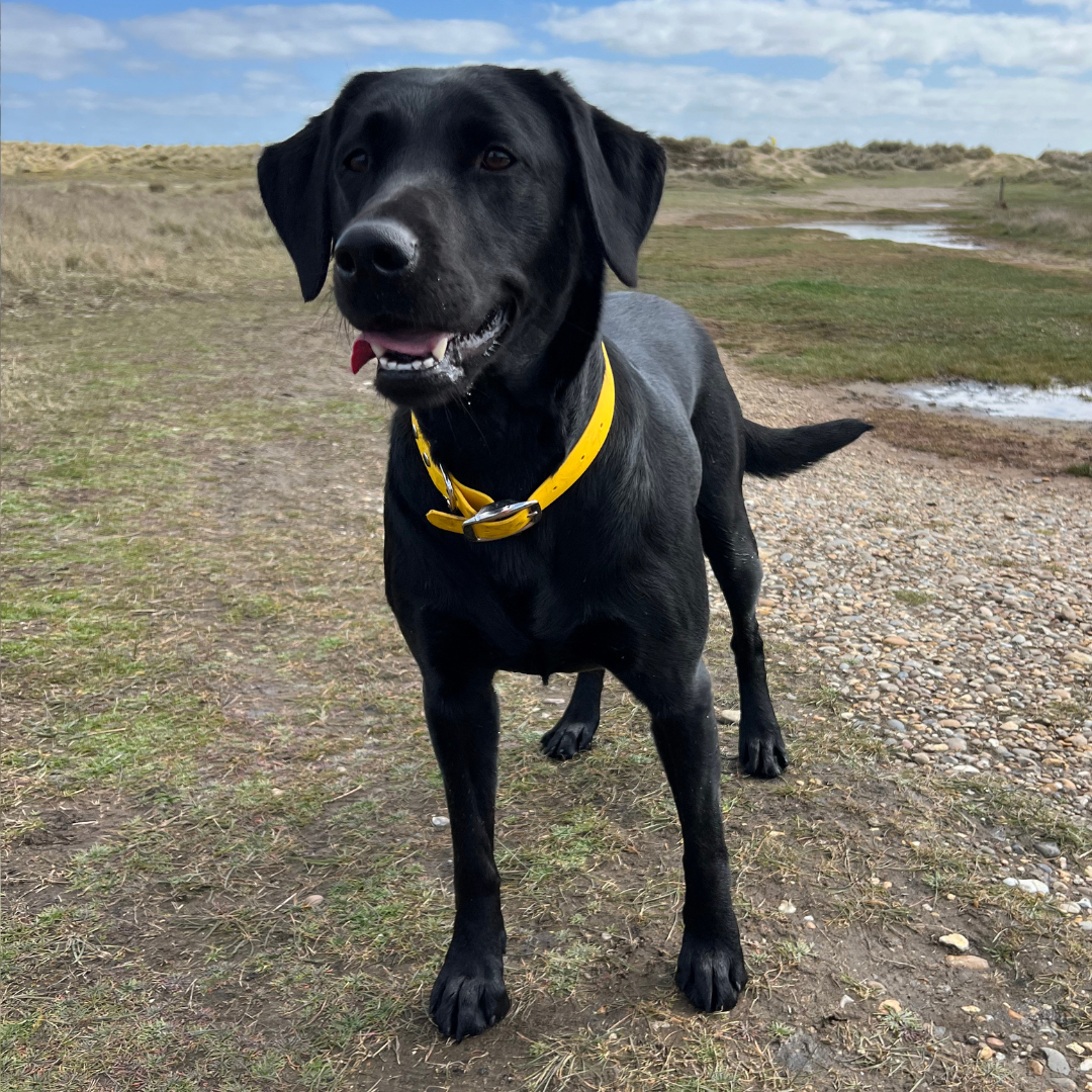 Waterproof vegan leather dog collar in bright yellow Biothane