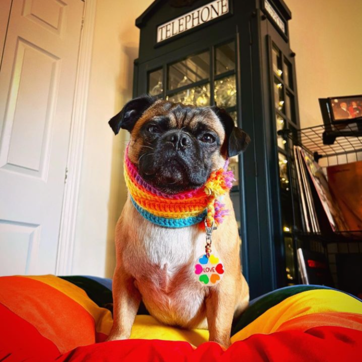 Rainbow Pride Flag Dog Bed, Creature Clothes