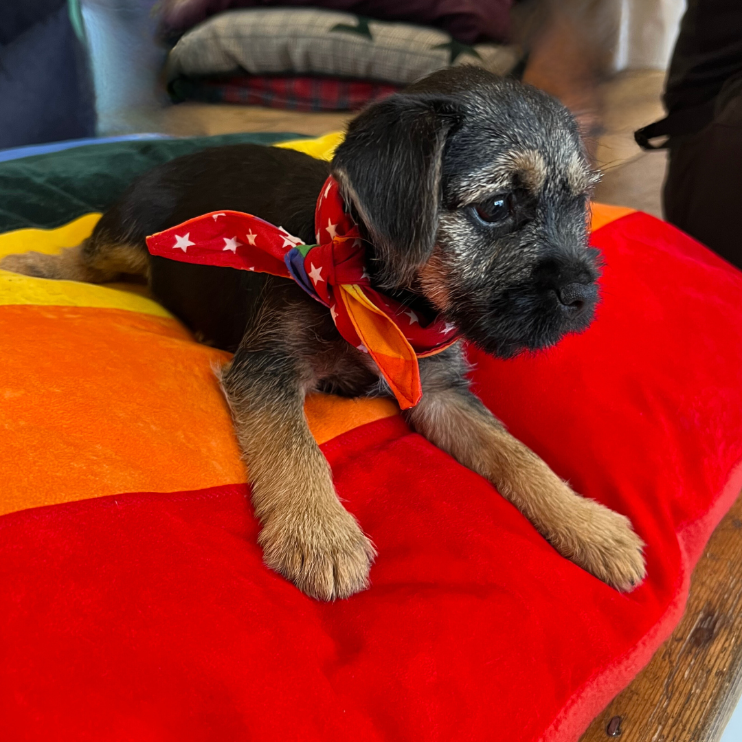 Rainbow Pride Flag Dog Bed, Creature Clothes