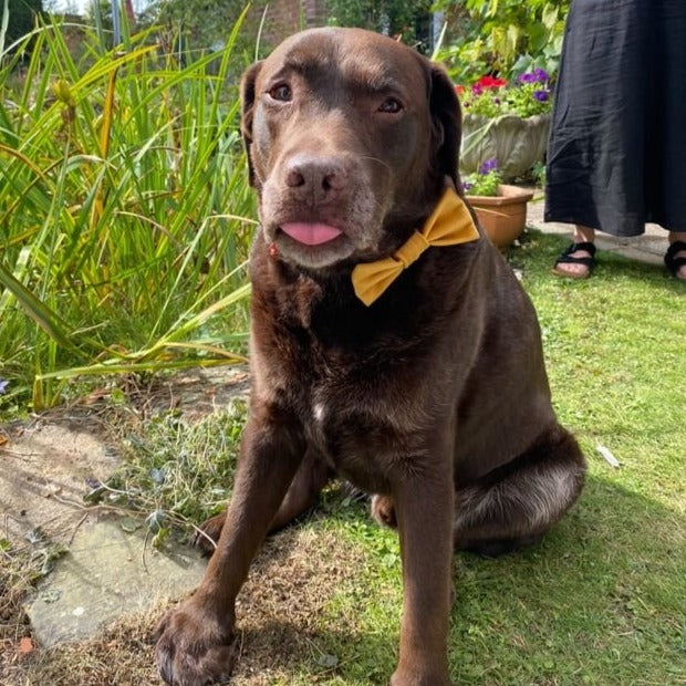 Dog Bow Tie in Mustard Velvet