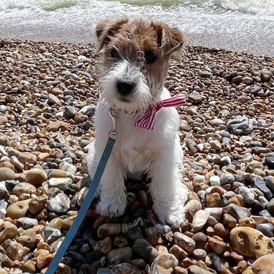 Dog Bow Tie in Candy Stripe