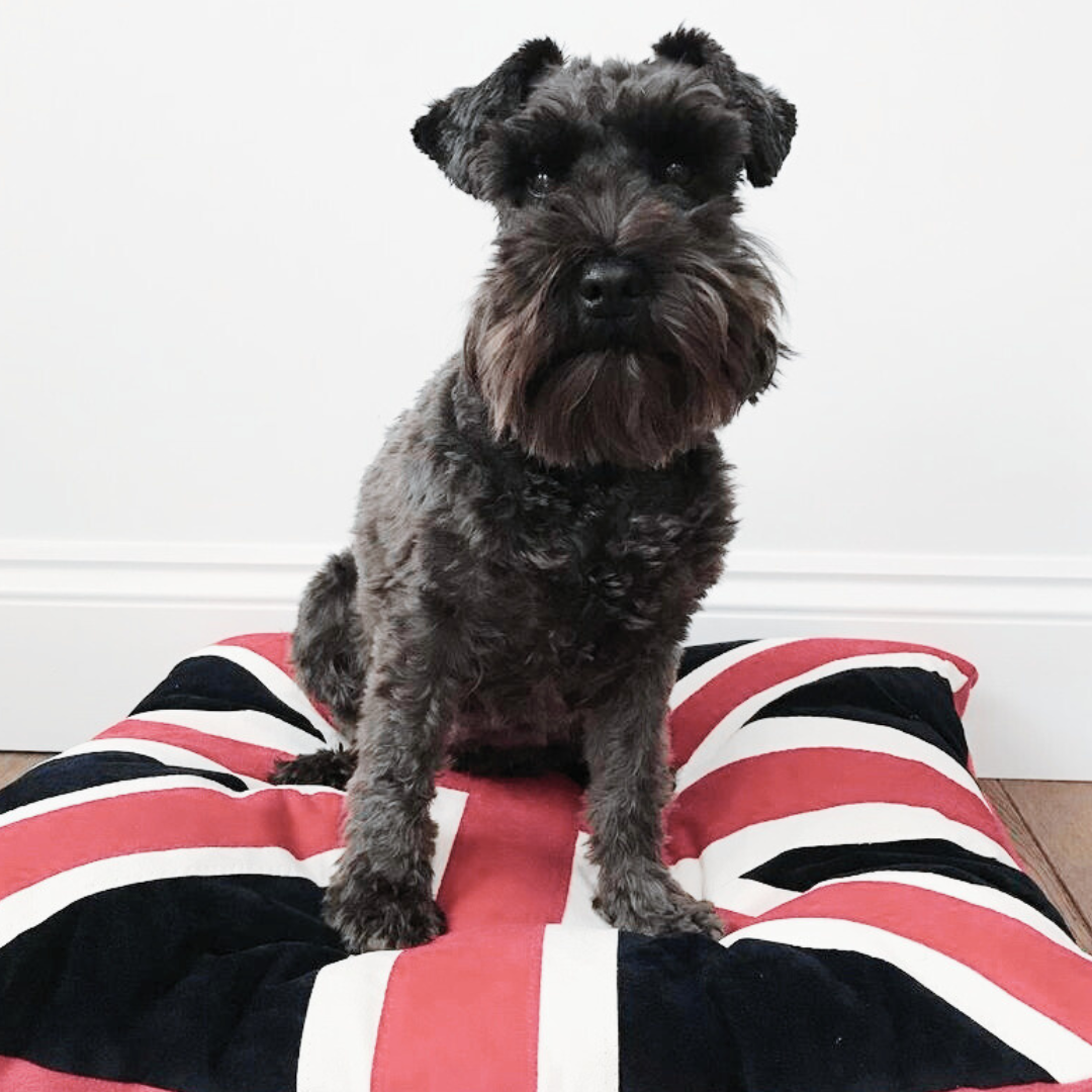 Union Jack Dog Bed, Creature Clothes