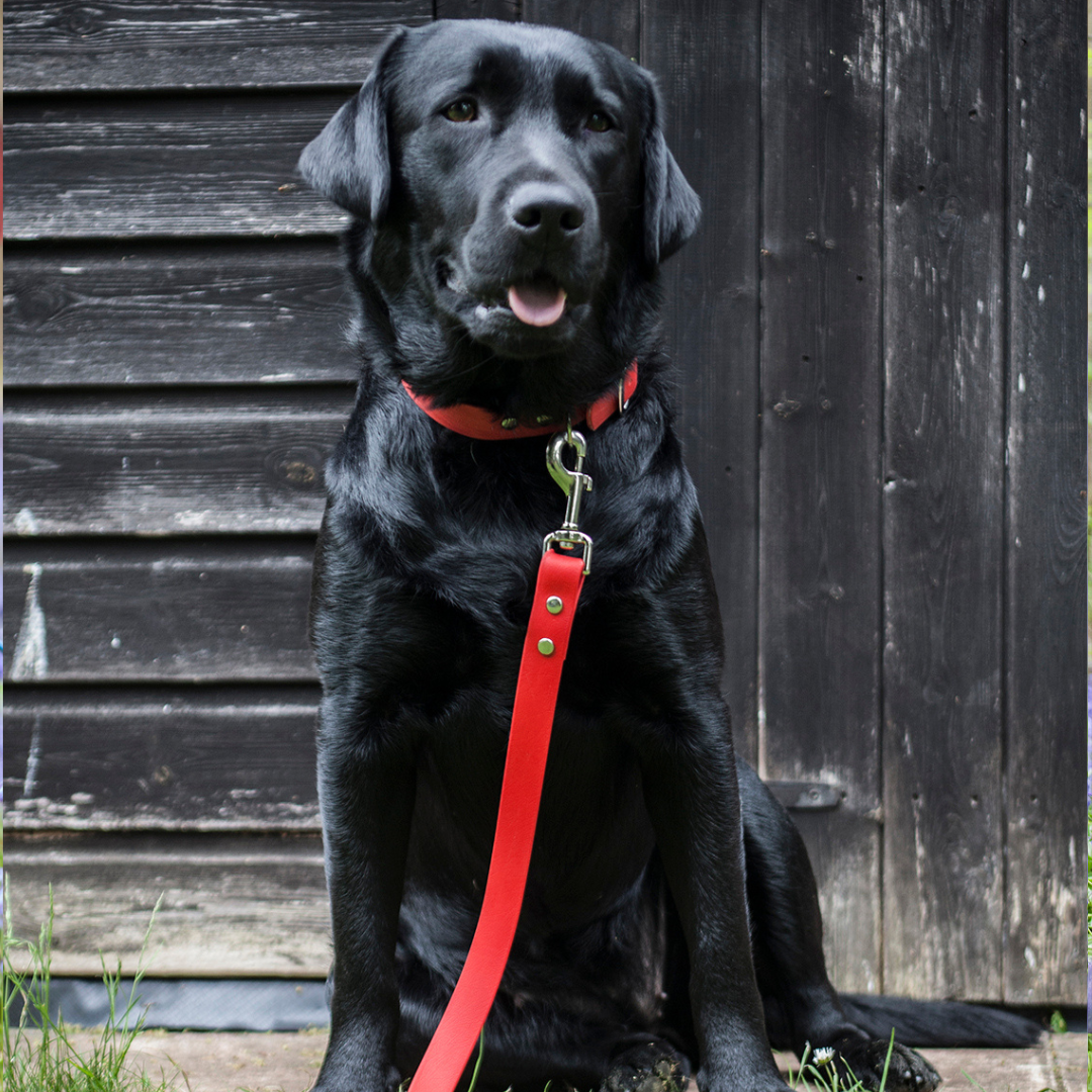 Waterproof vegan leather dog collar in bright red Biothane